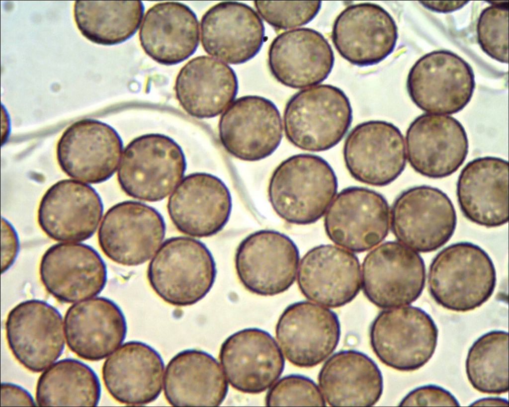 Non nivicolous Diderma